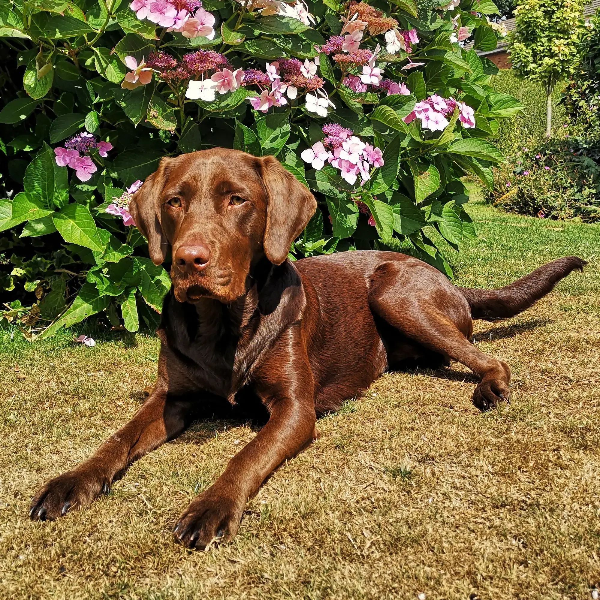 Labrador Retriever