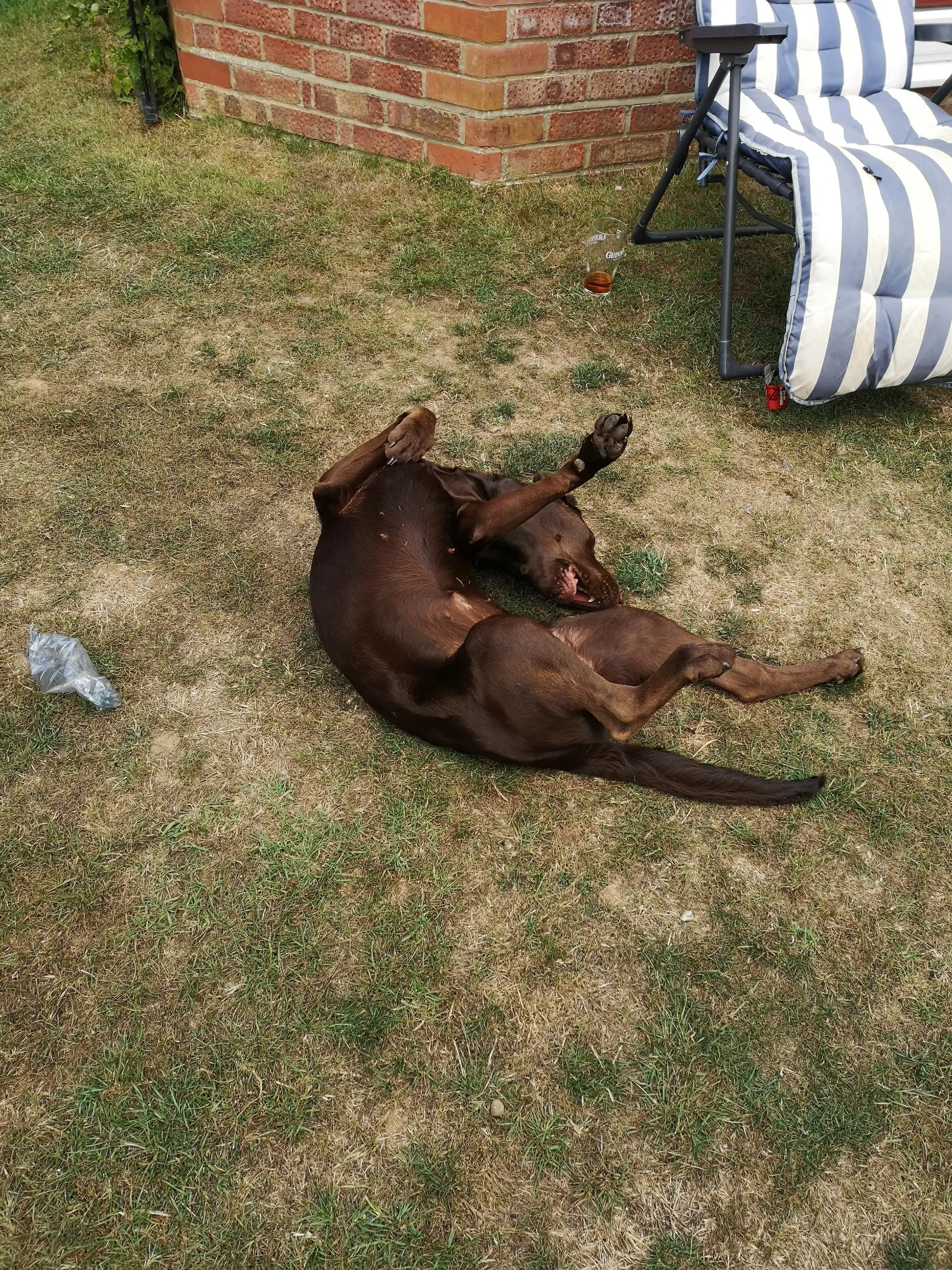 Labrador Retriever