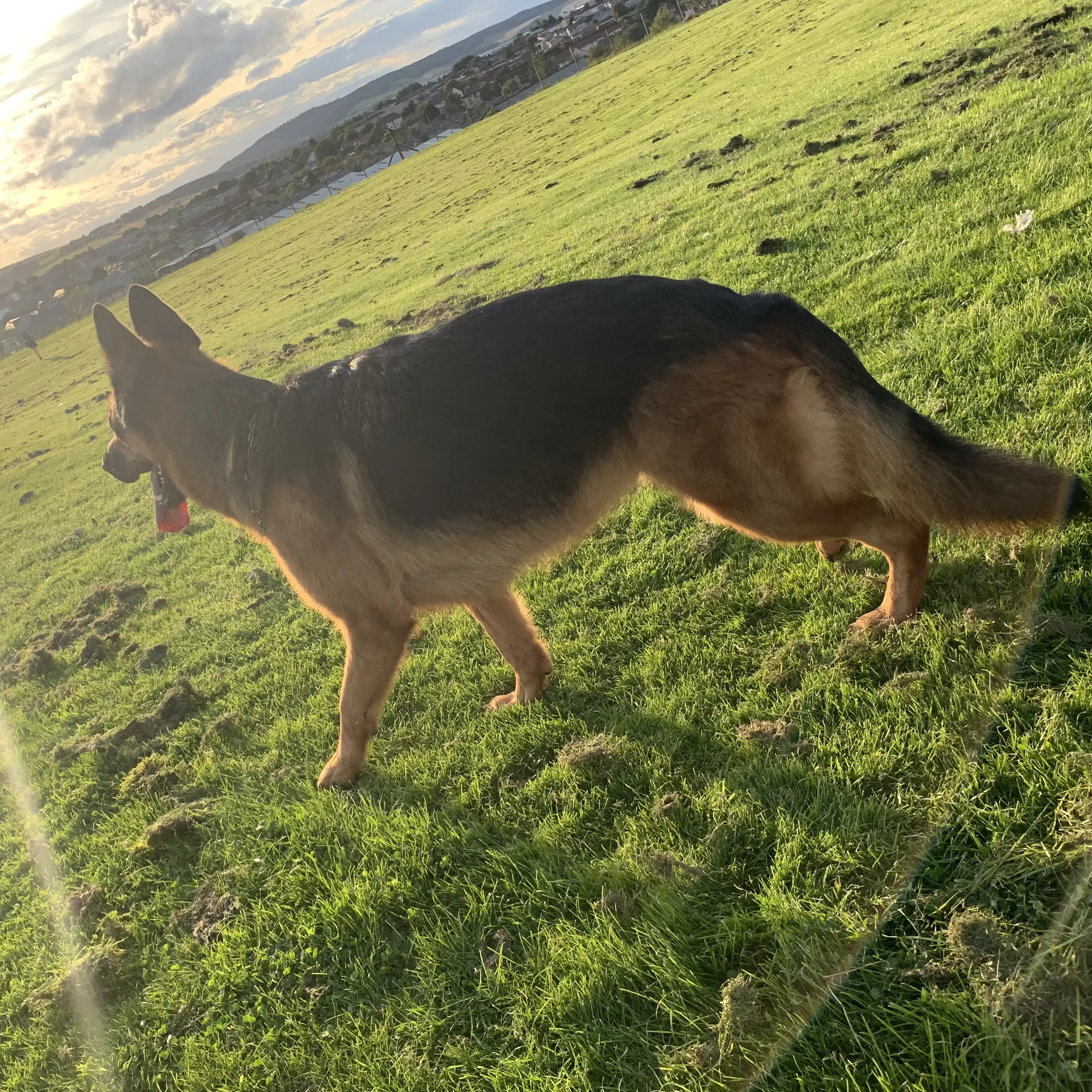 German Shepherd Dog