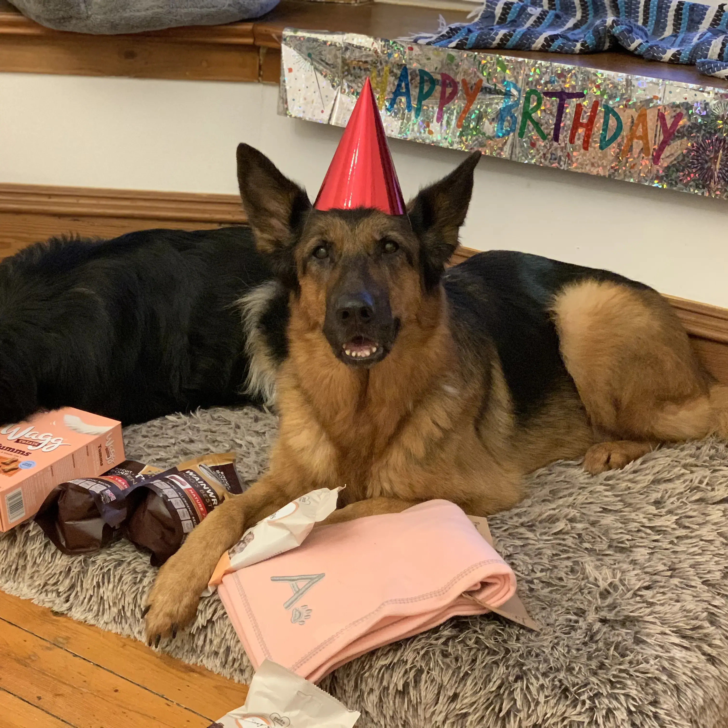 German Shepherd Dog