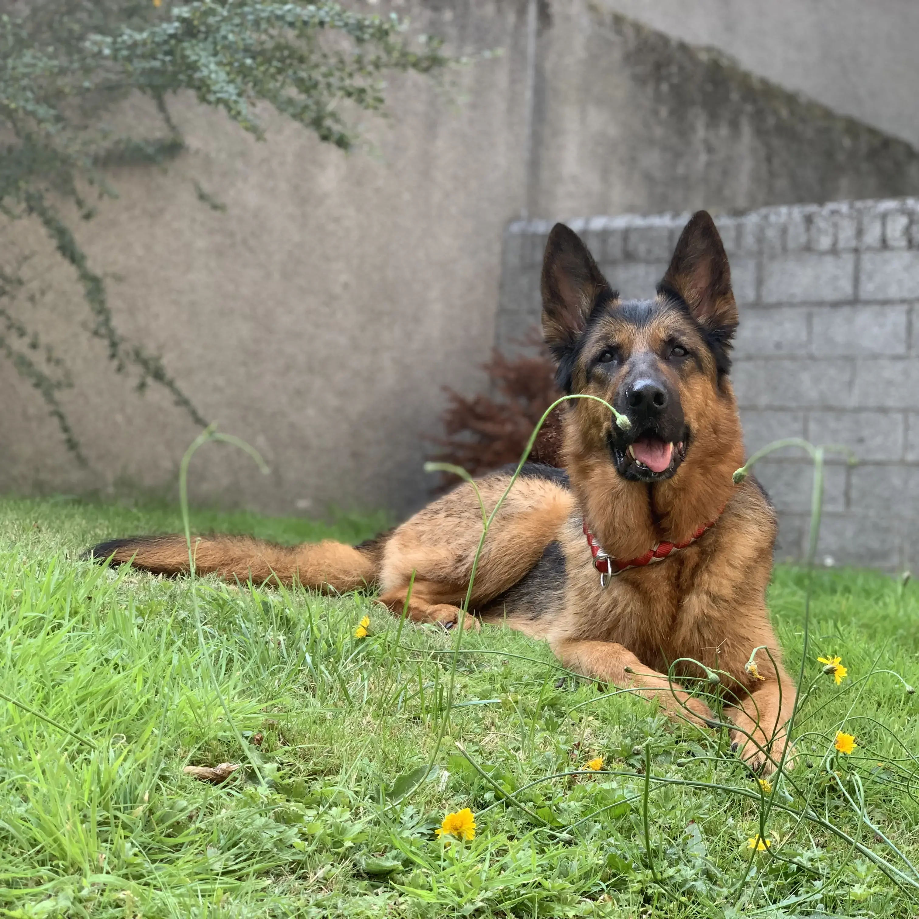 German Shepherd Dog