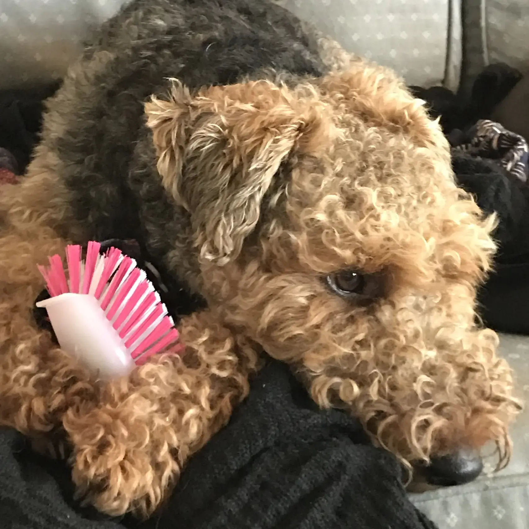 Welsh Terrier