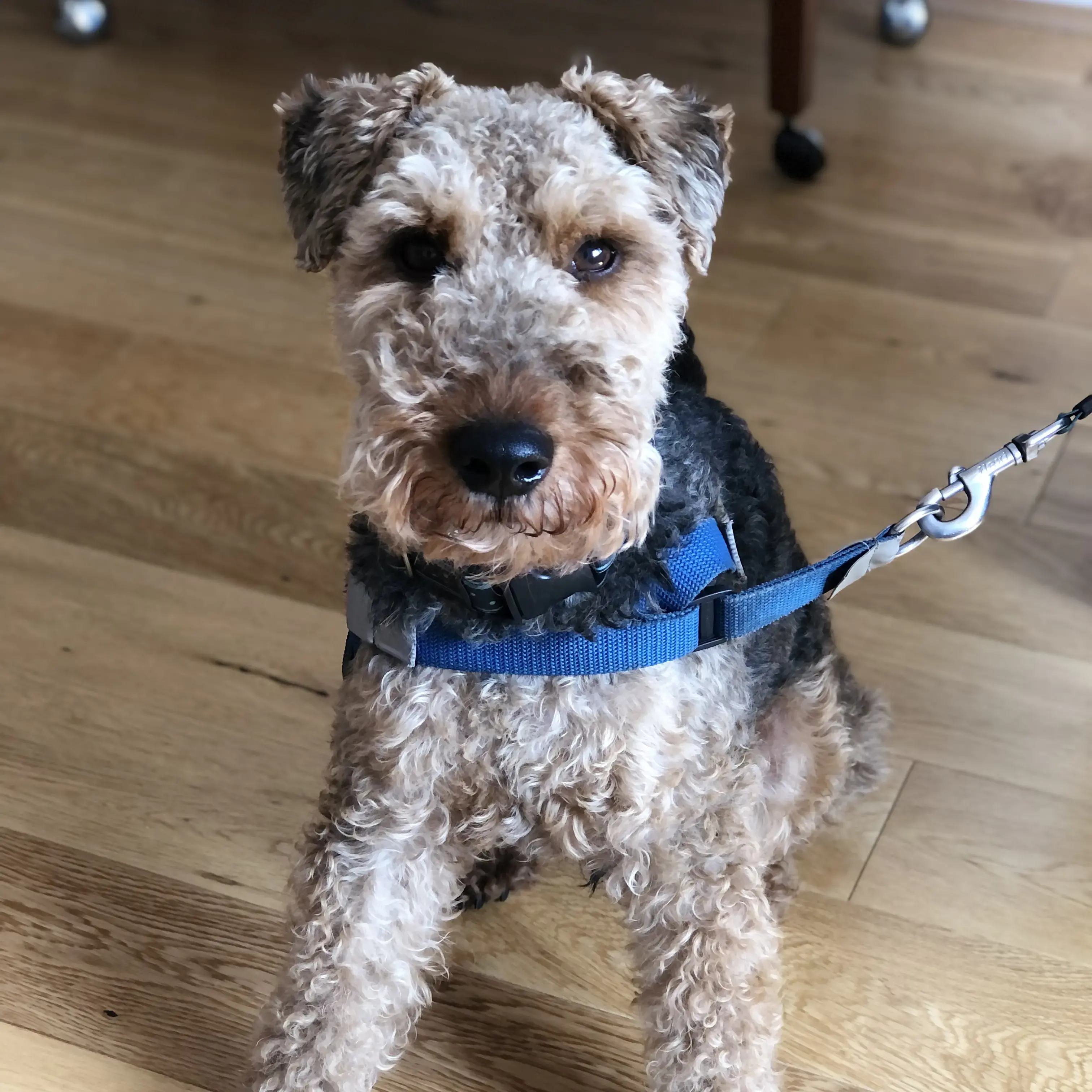 Welsh Terrier