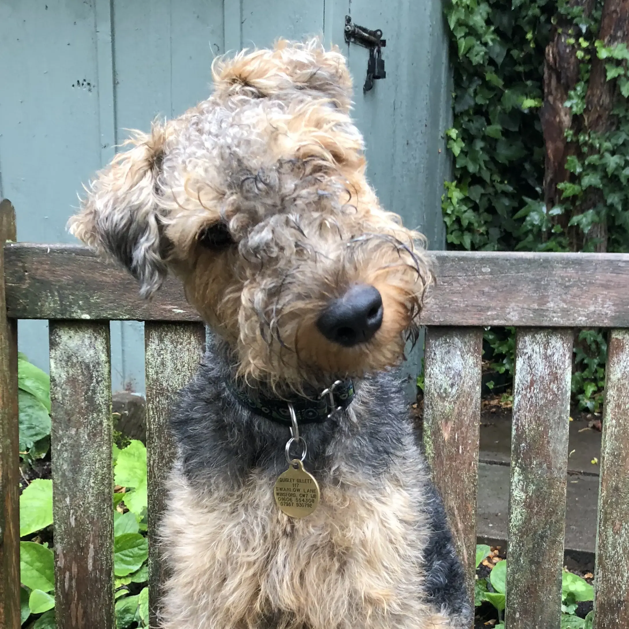 Welsh Terrier