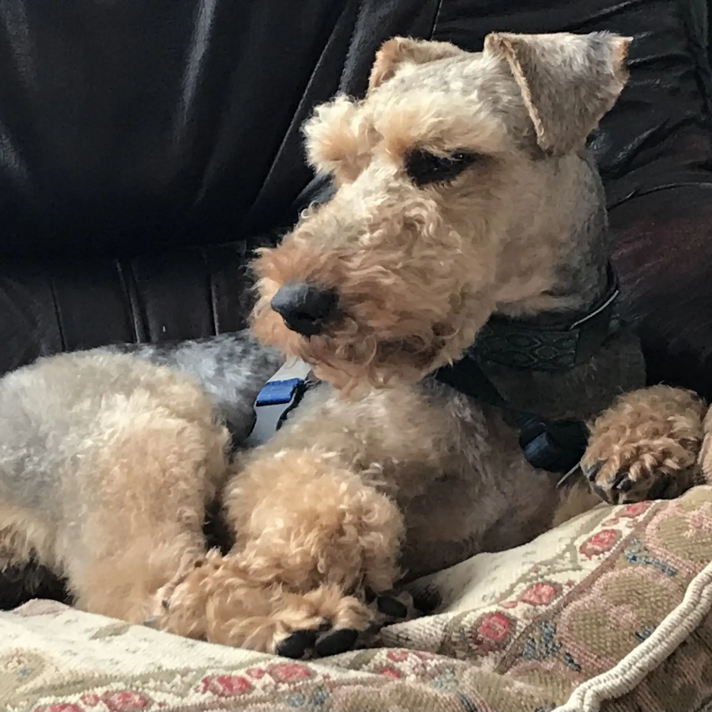 Welsh Terrier