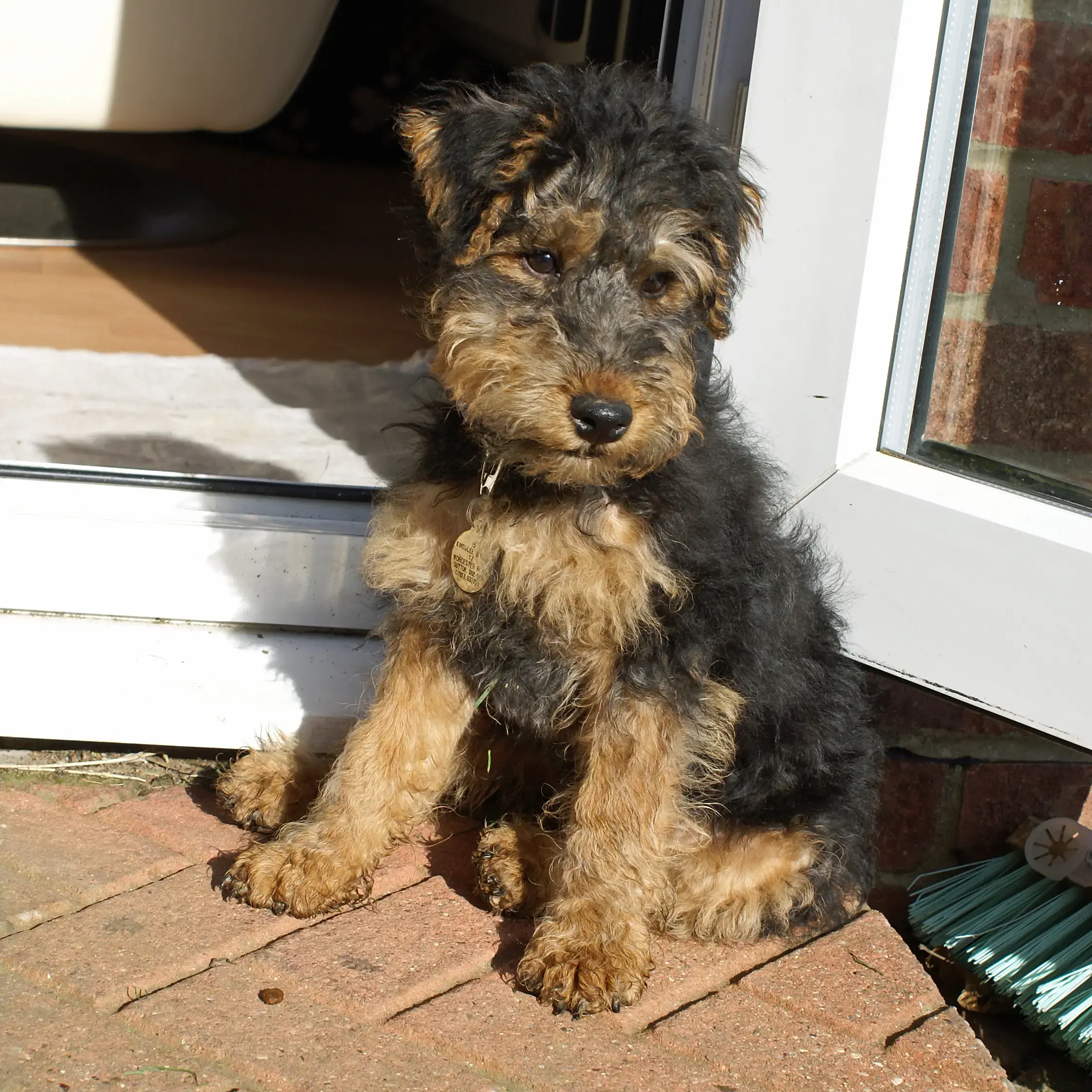 Welsh Terrier