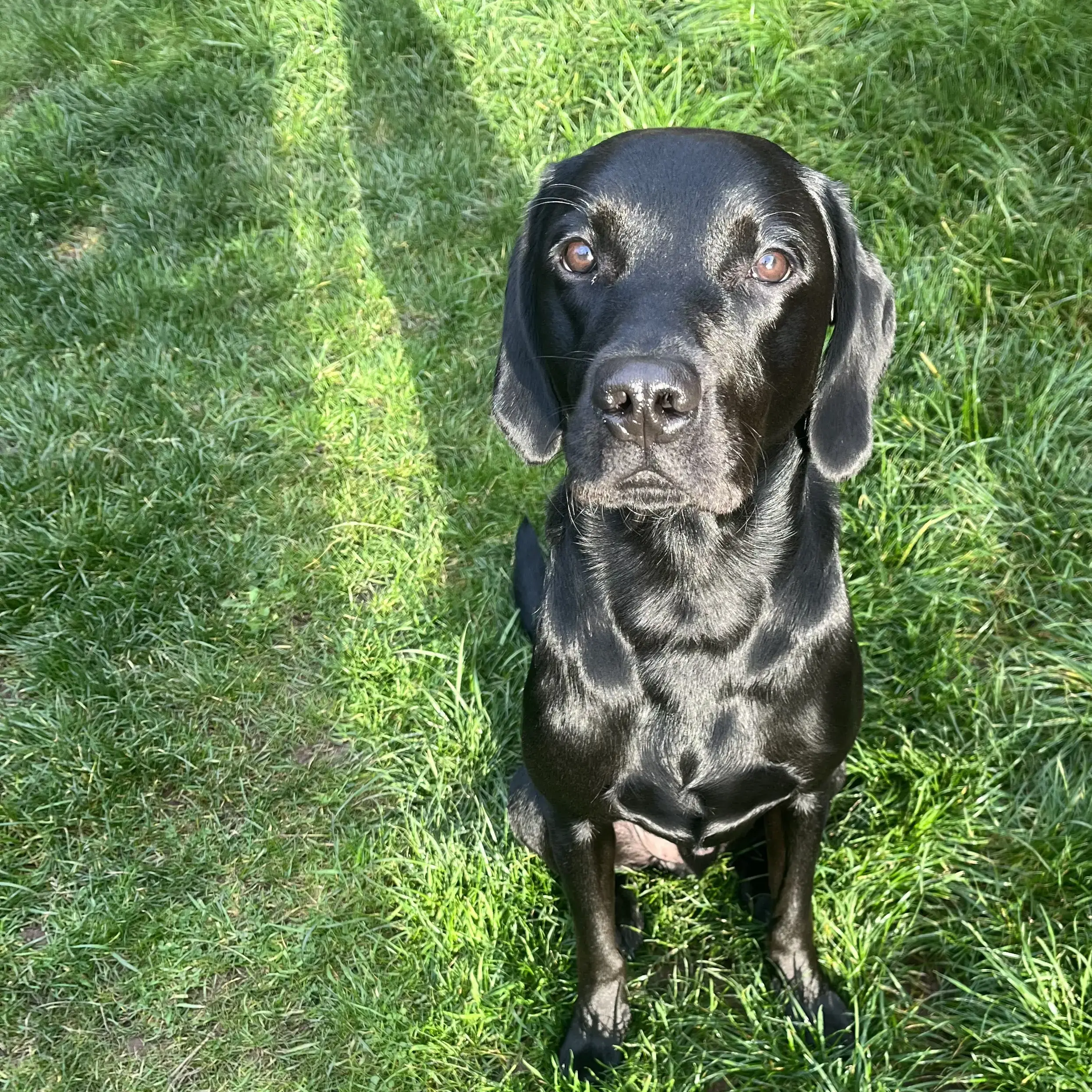 Labrador Retriever