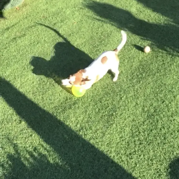 Jack Russell Terrier