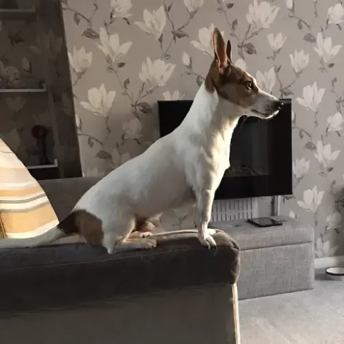 Jack Russell Terrier