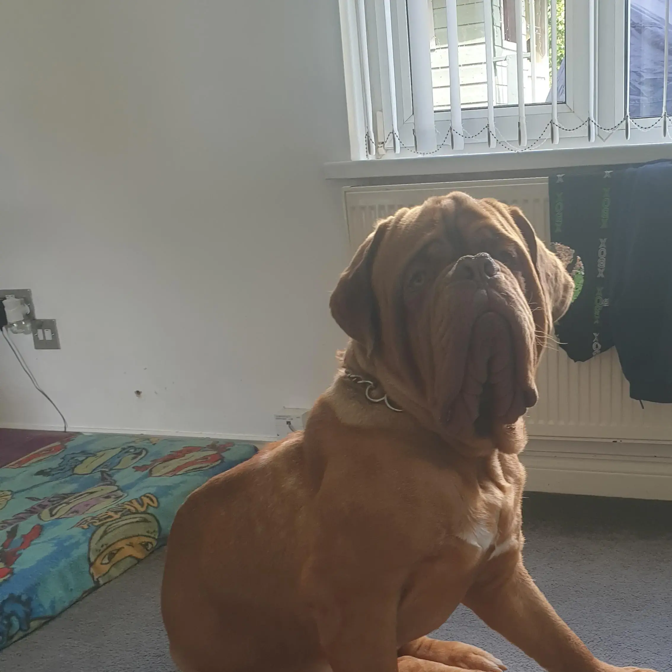 Dogue de Bordeaux