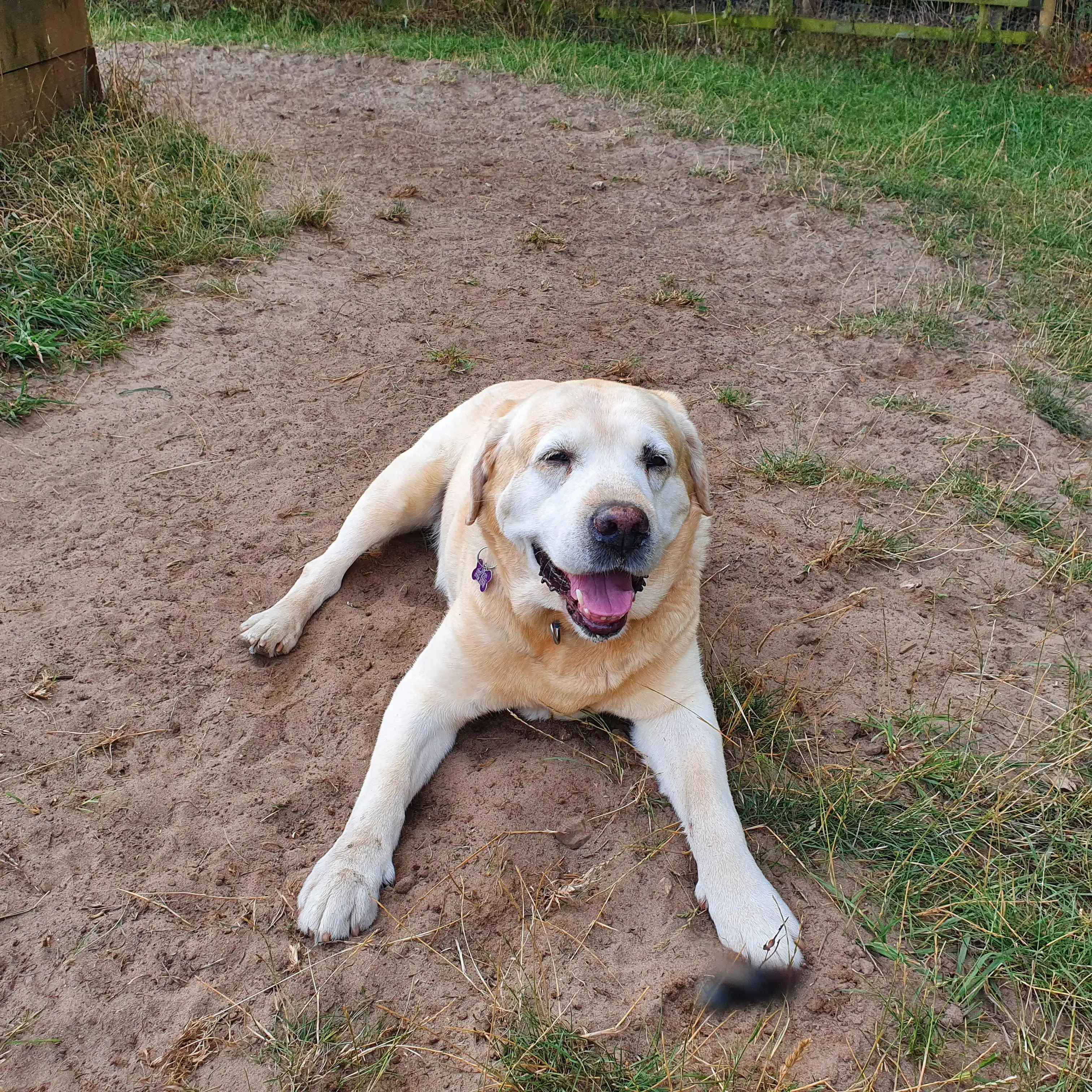 Labrador Retriever