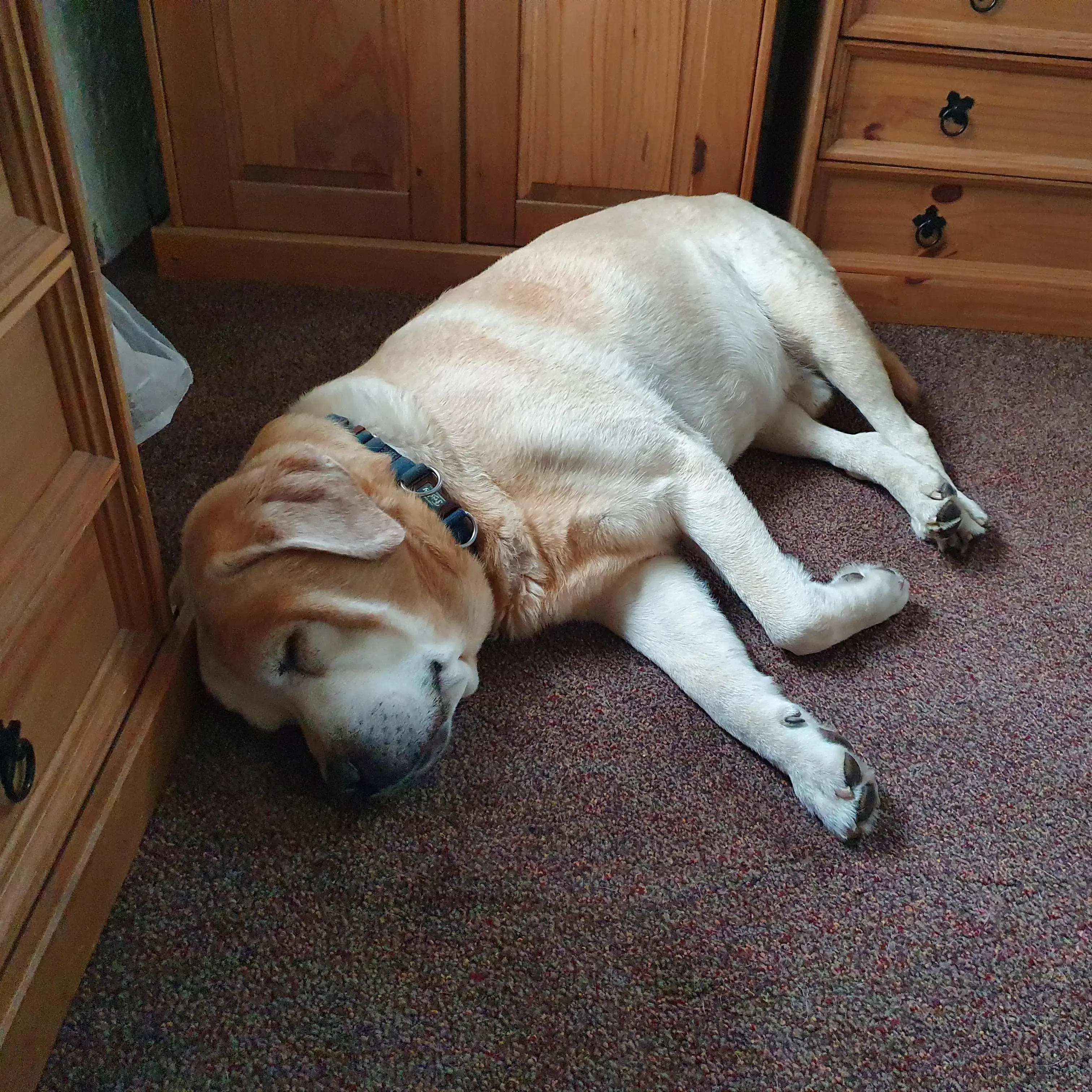 Labrador Retriever