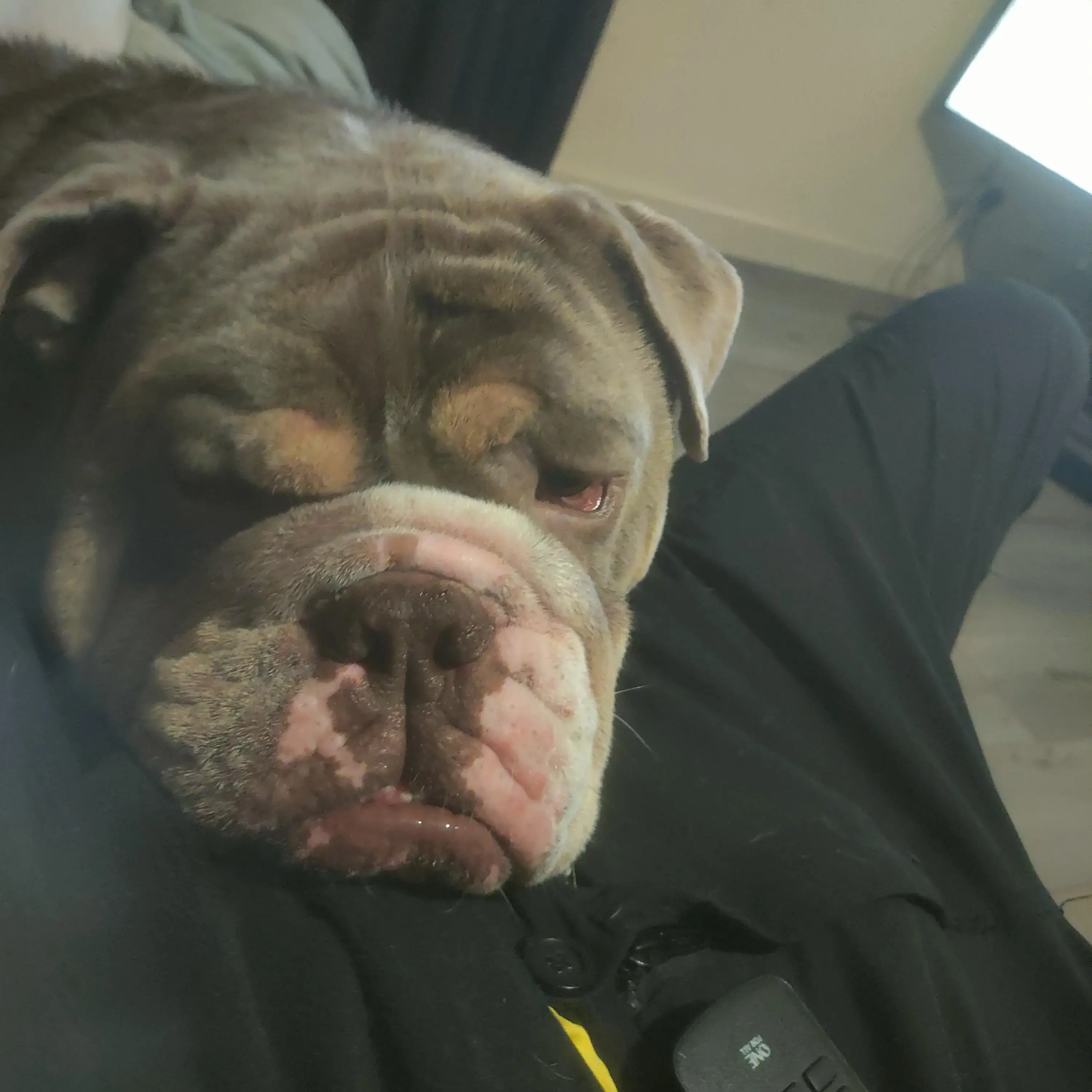 Bulldog