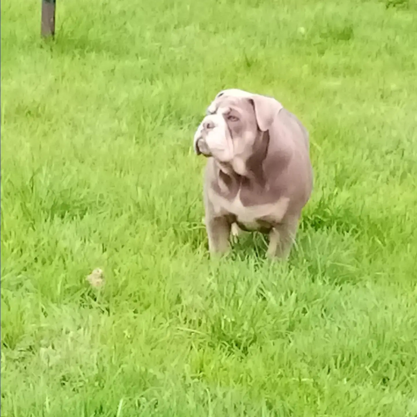 Bulldog