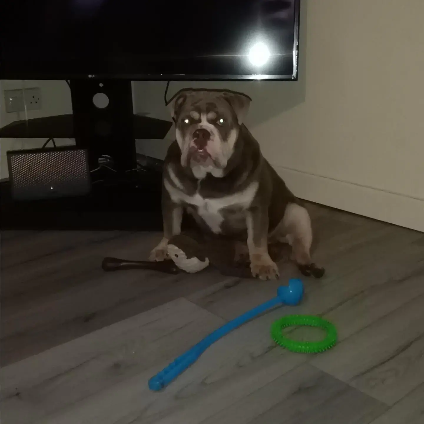 Bulldog