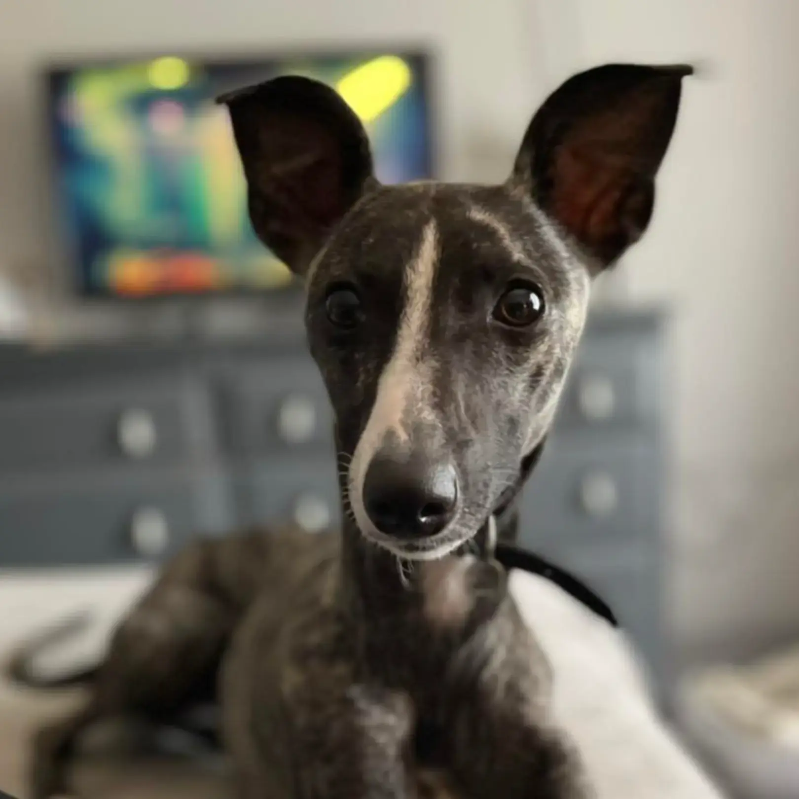 Whippet