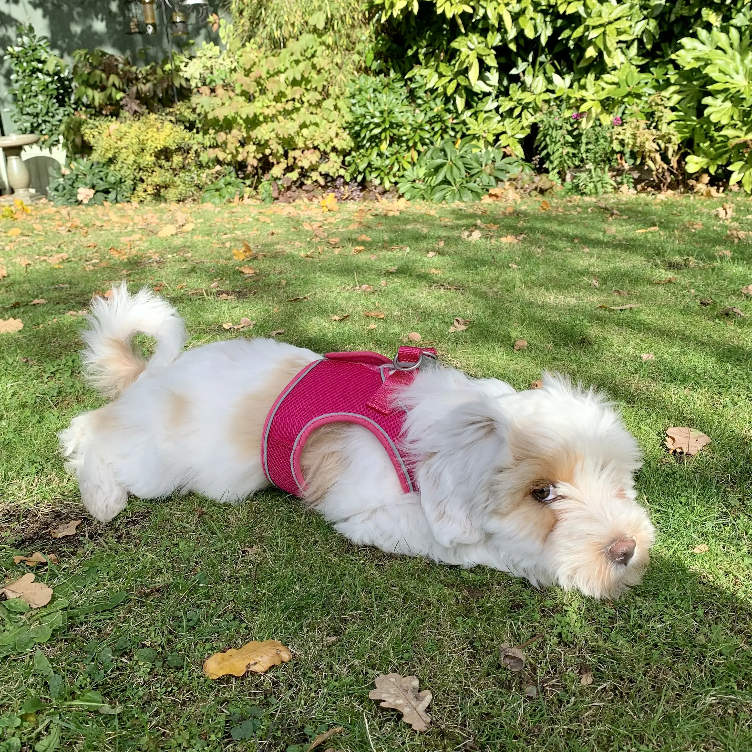 Tibetan Terrier