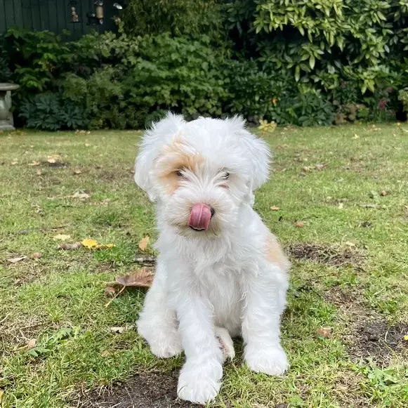 Tibetan Terrier