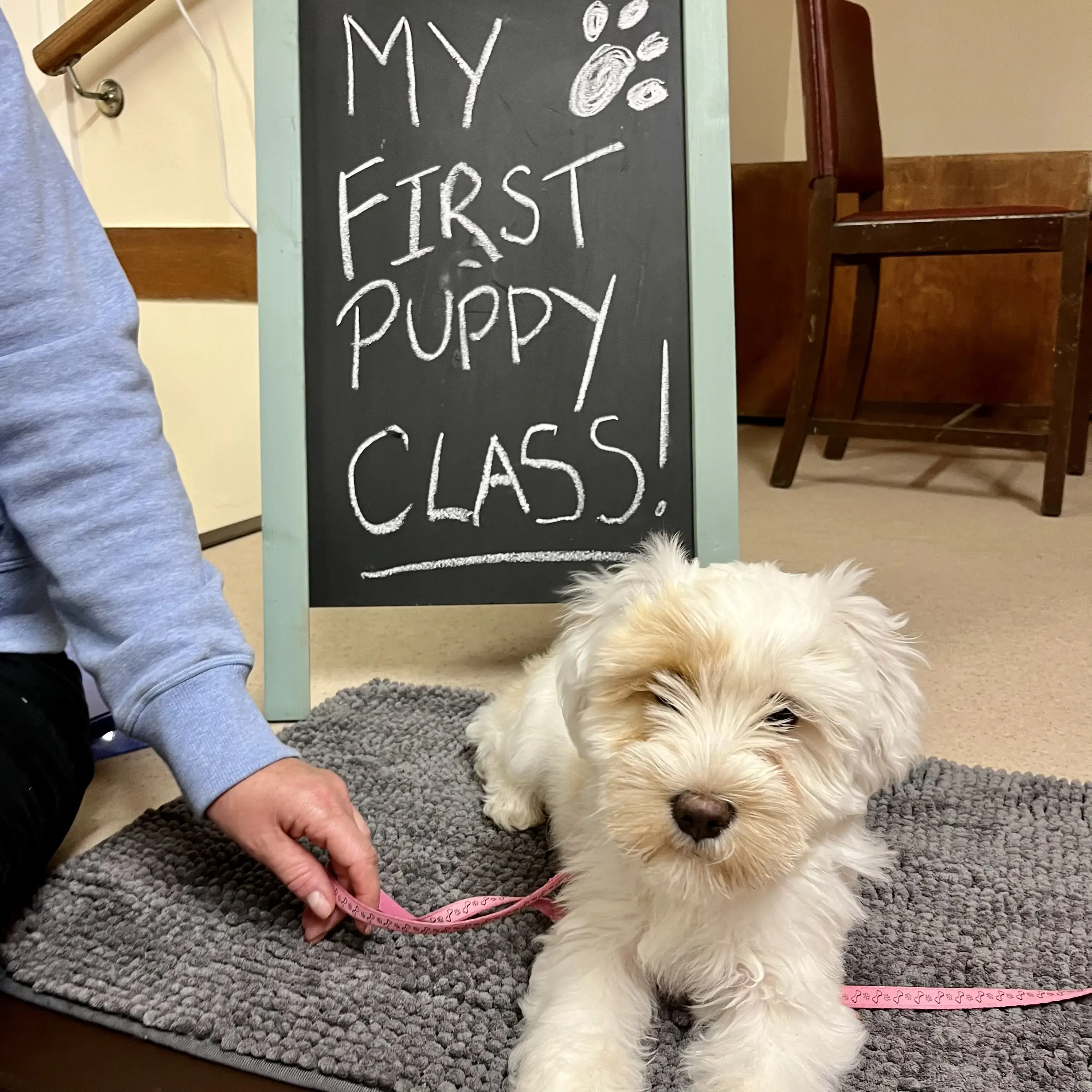 Tibetan Terrier
