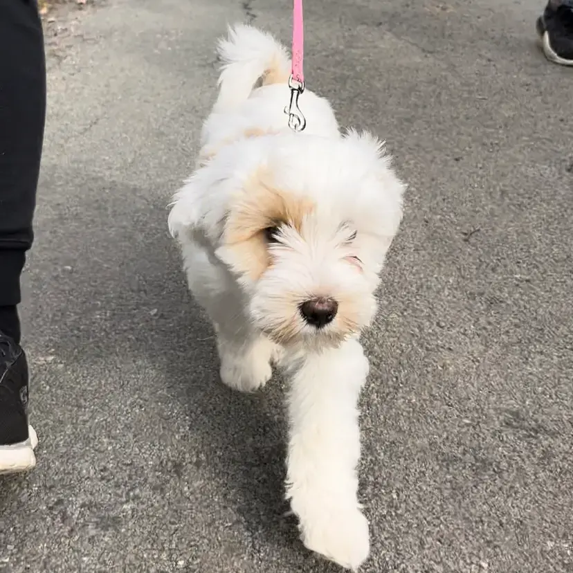 Tibetan Terrier
