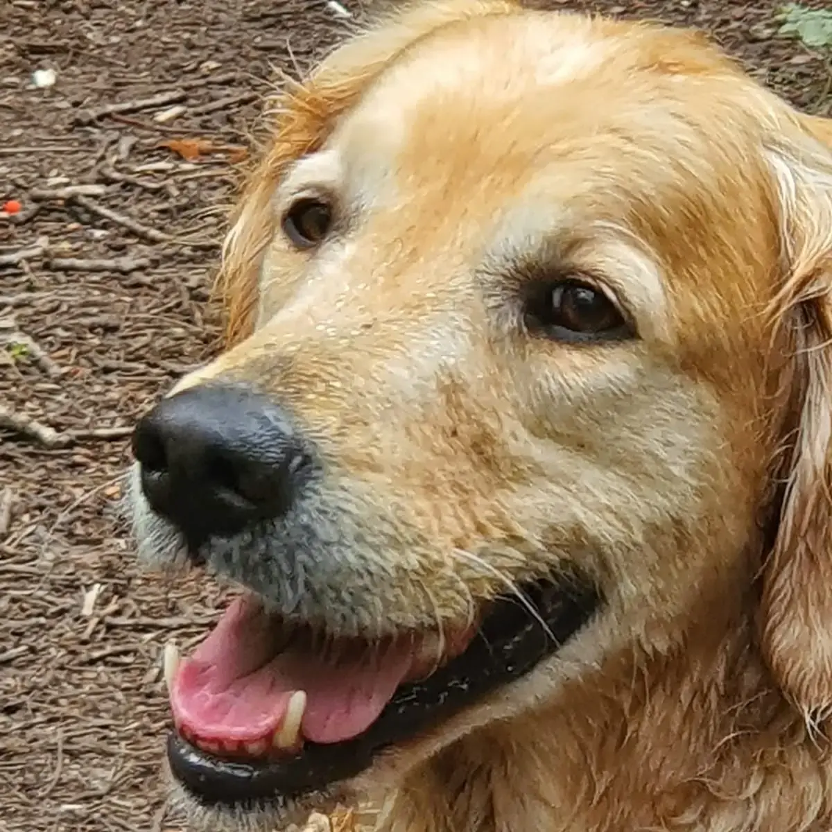 Golden Retriever