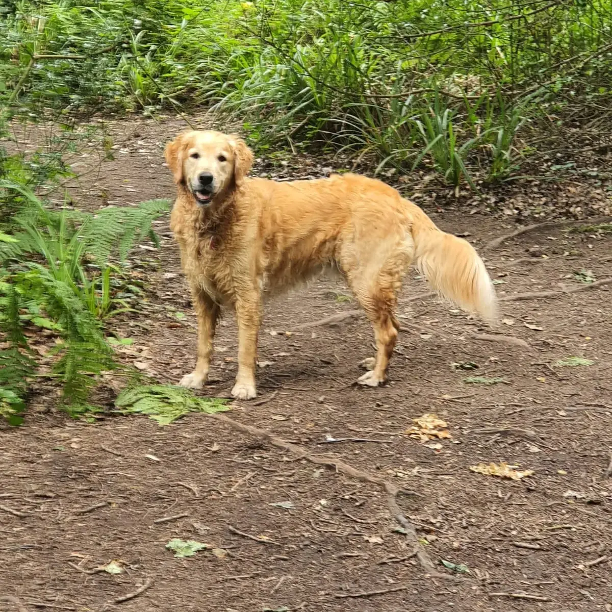 Golden Retriever