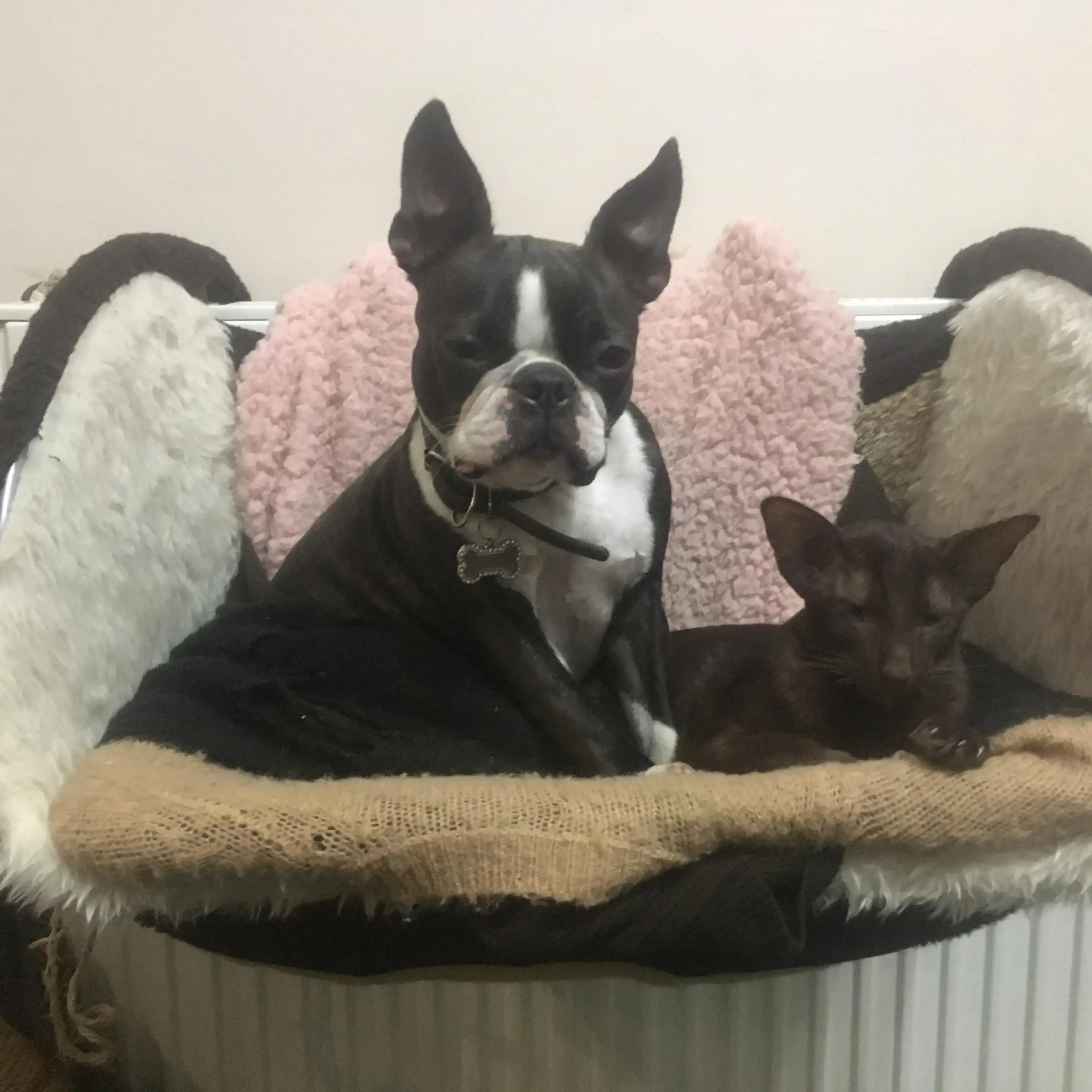 Boston Terrier