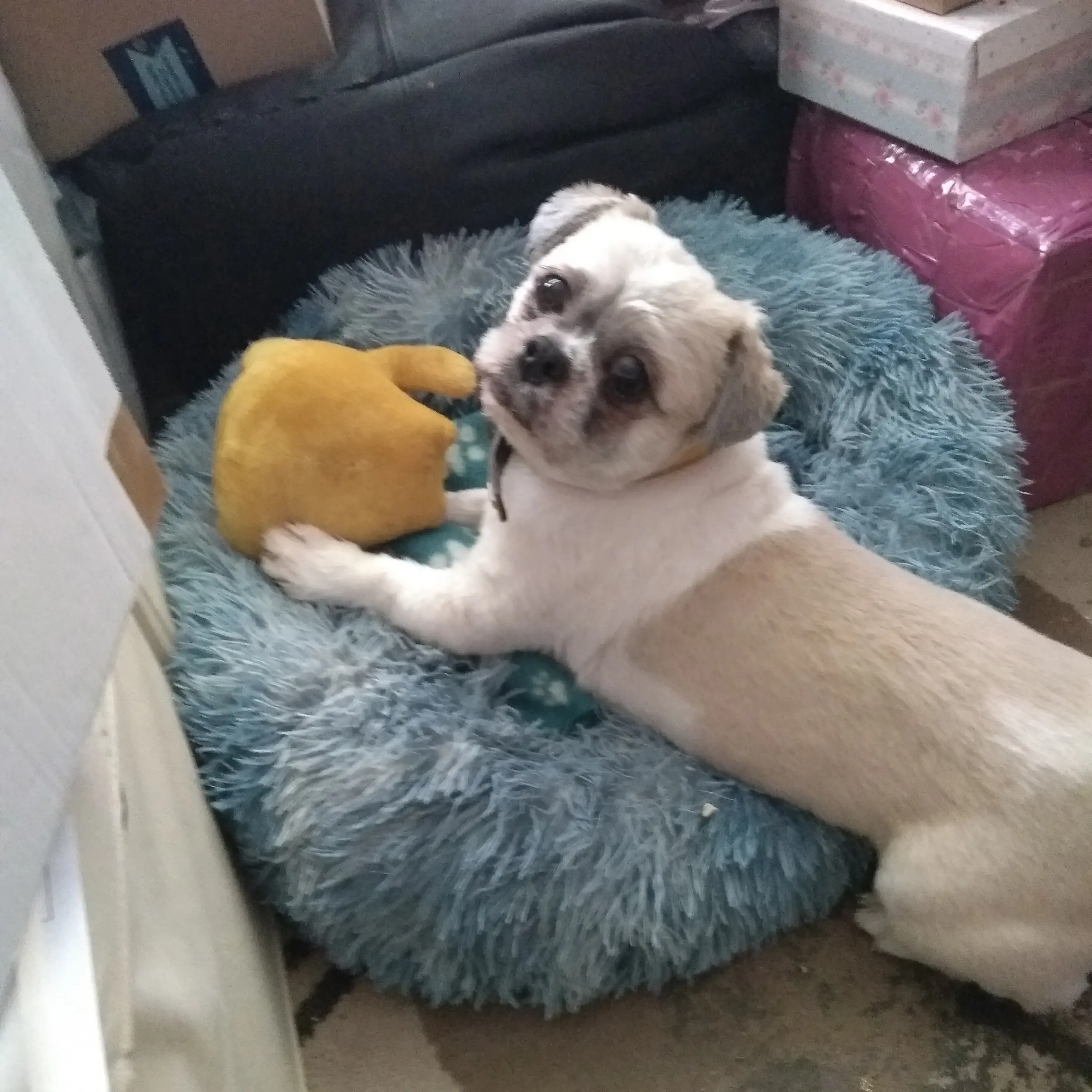 Shih Tzu