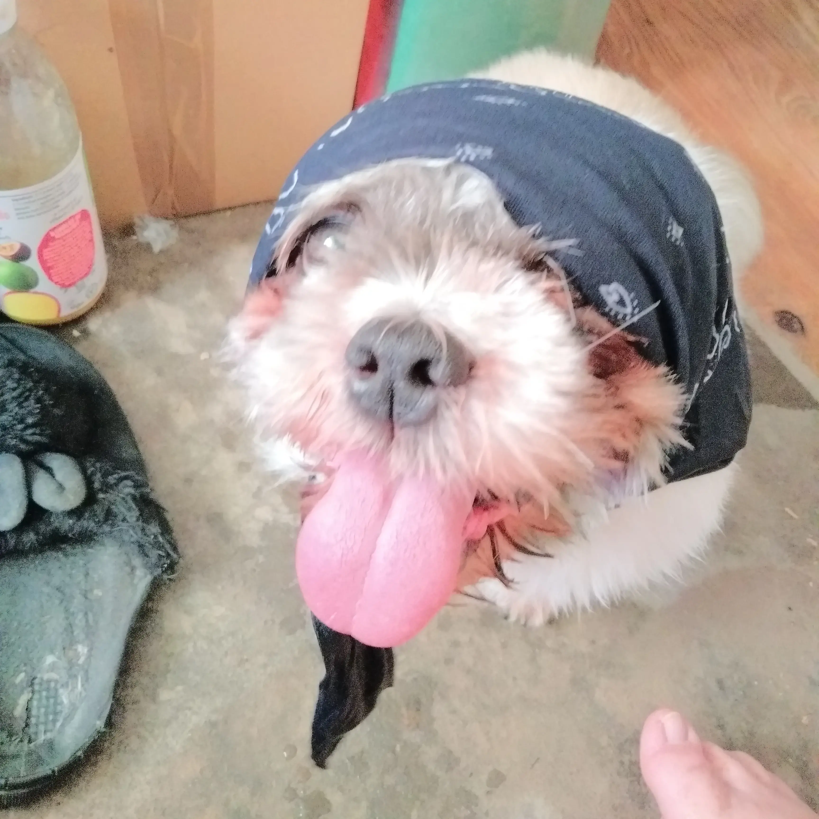 Shih Tzu