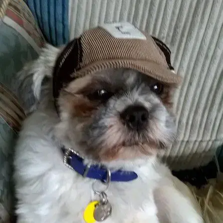 Shih Tzu