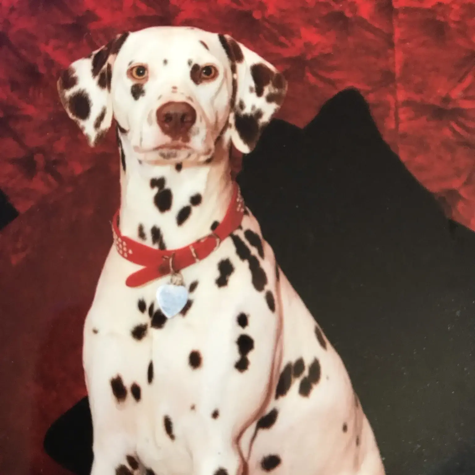 Dalmatian