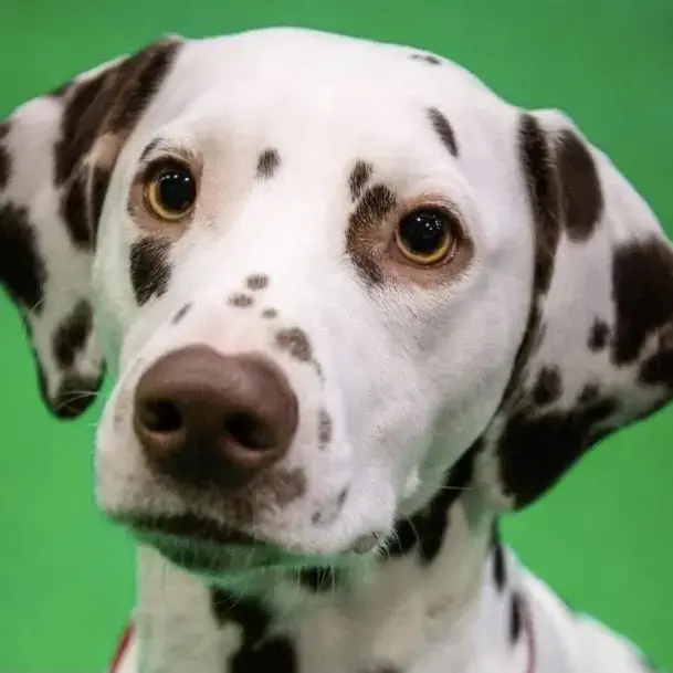 Dalmatian