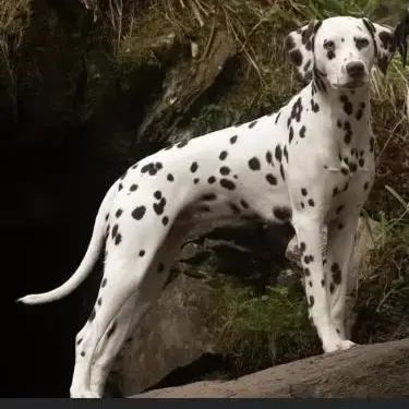 Dalmatian