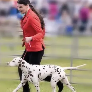 Dalmatian