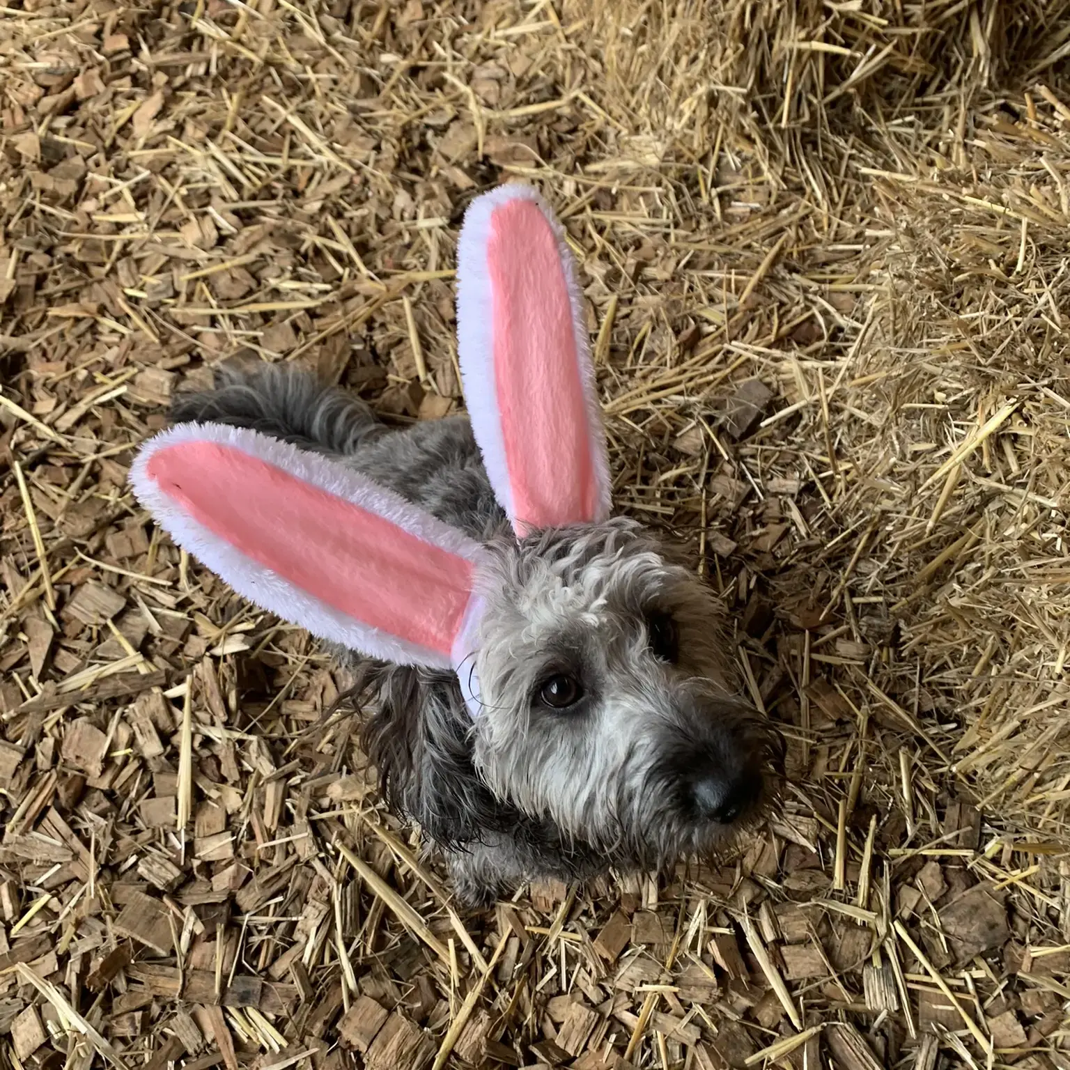 Welsh Corgi (Pembroke)