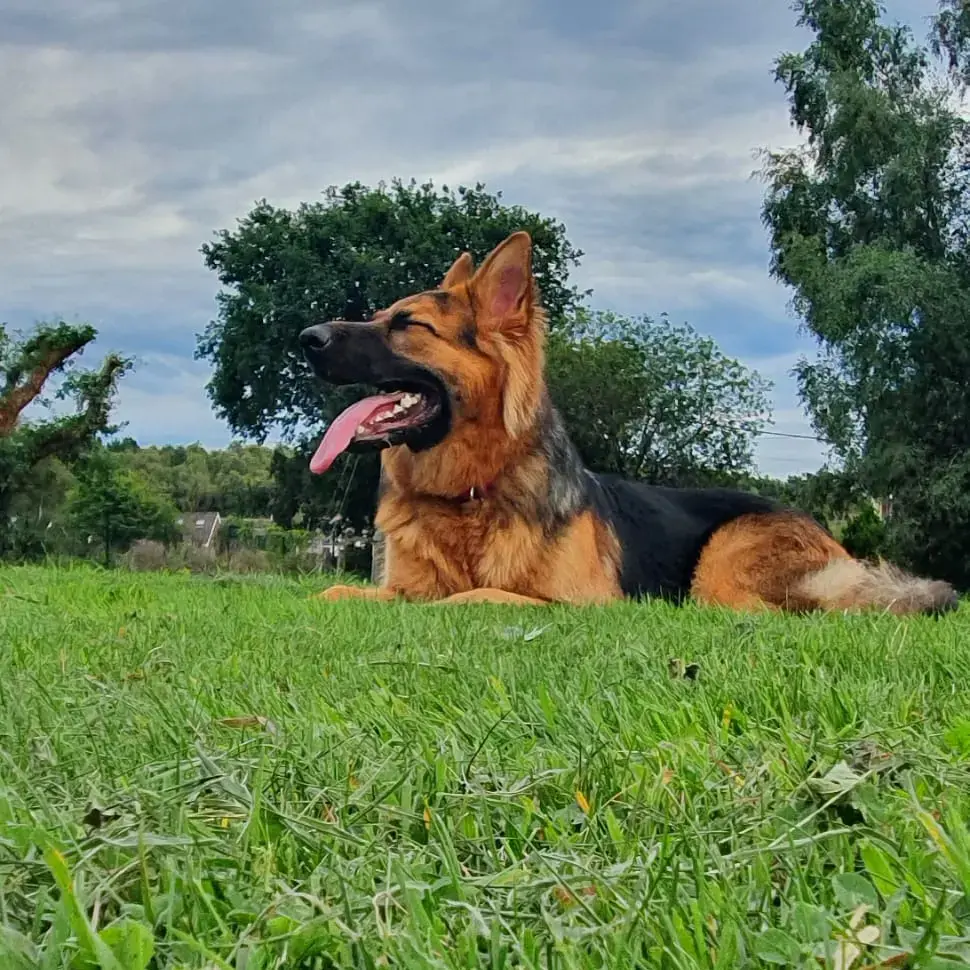 German Shepherd Dog
