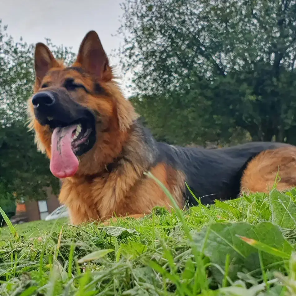 German Shepherd Dog