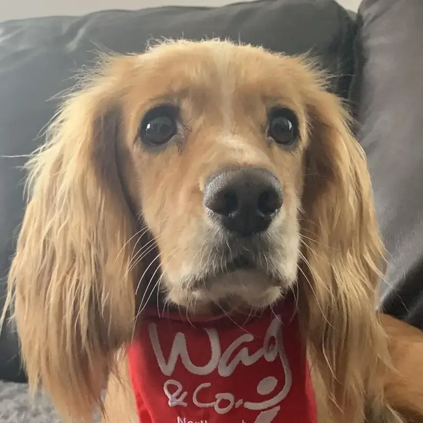 Cocker Spaniel (English)