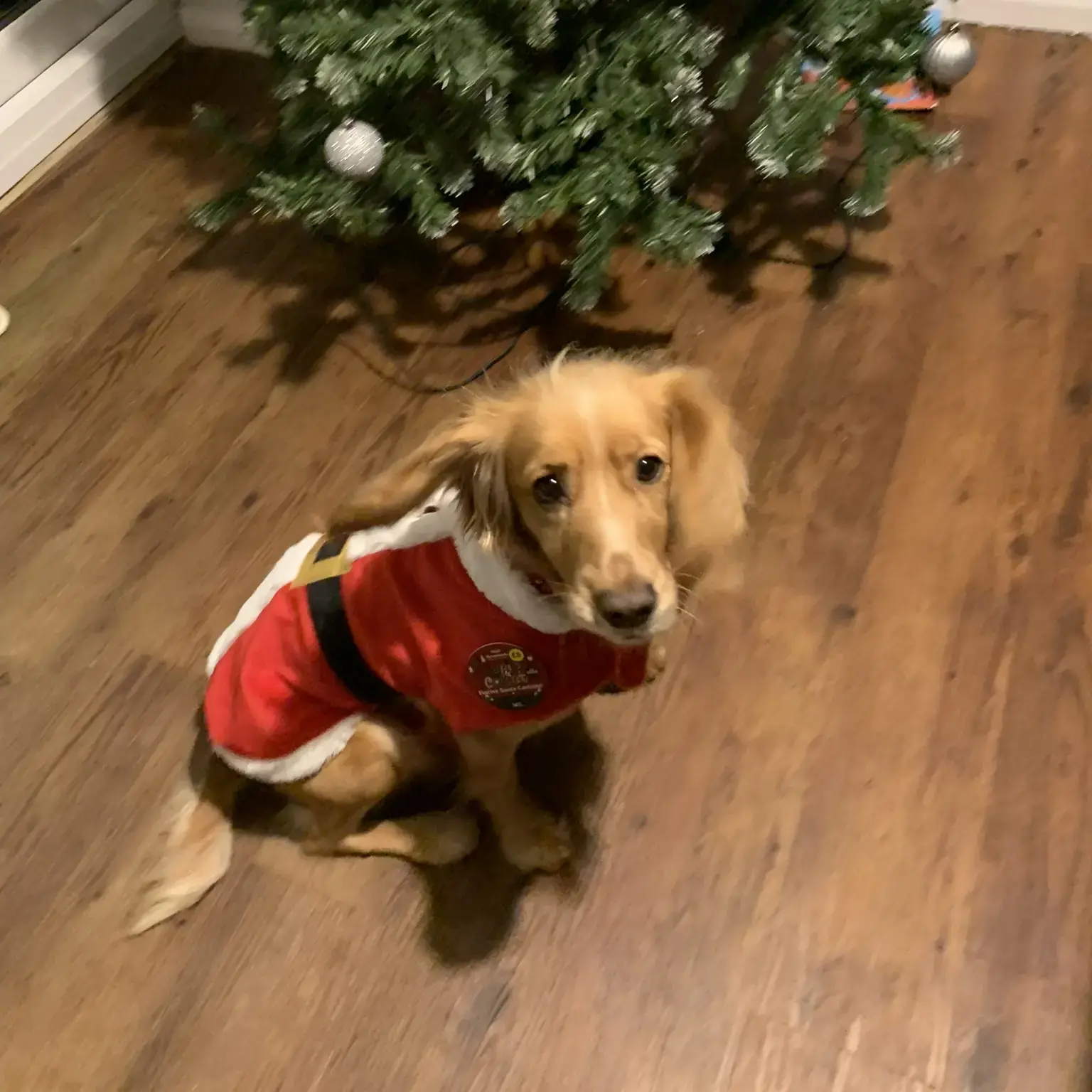 Cocker Spaniel (English)