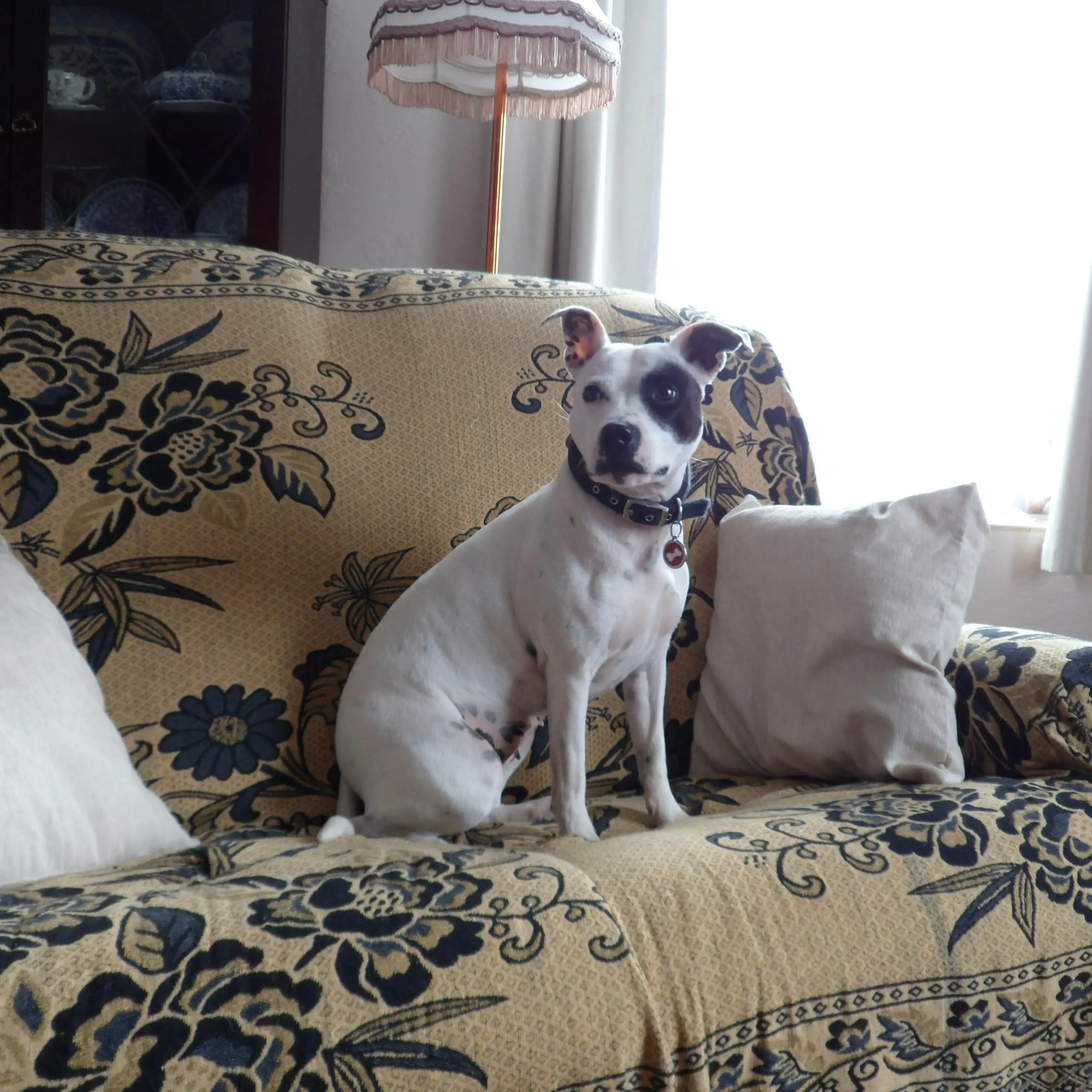 Staffordshire Bull Terrier