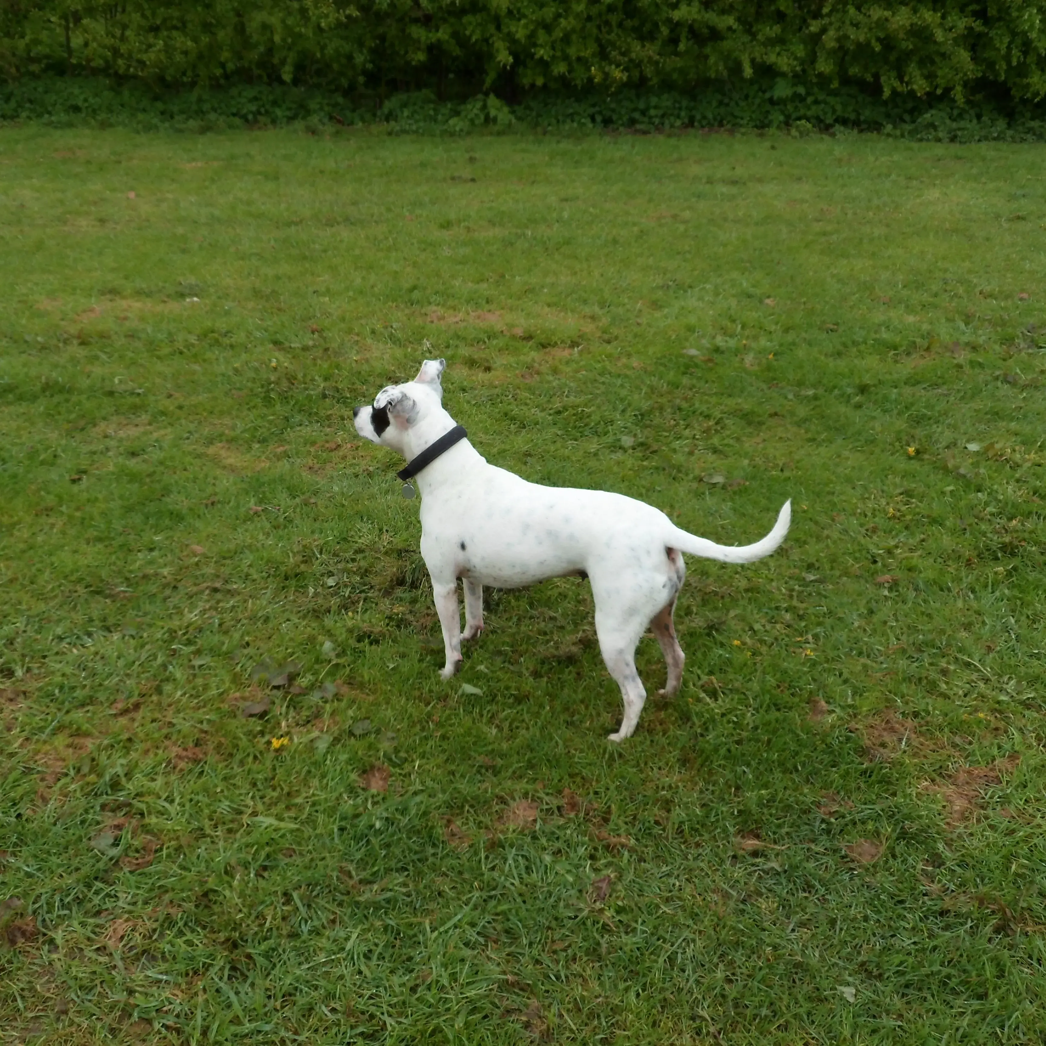 Staffordshire Bull Terrier