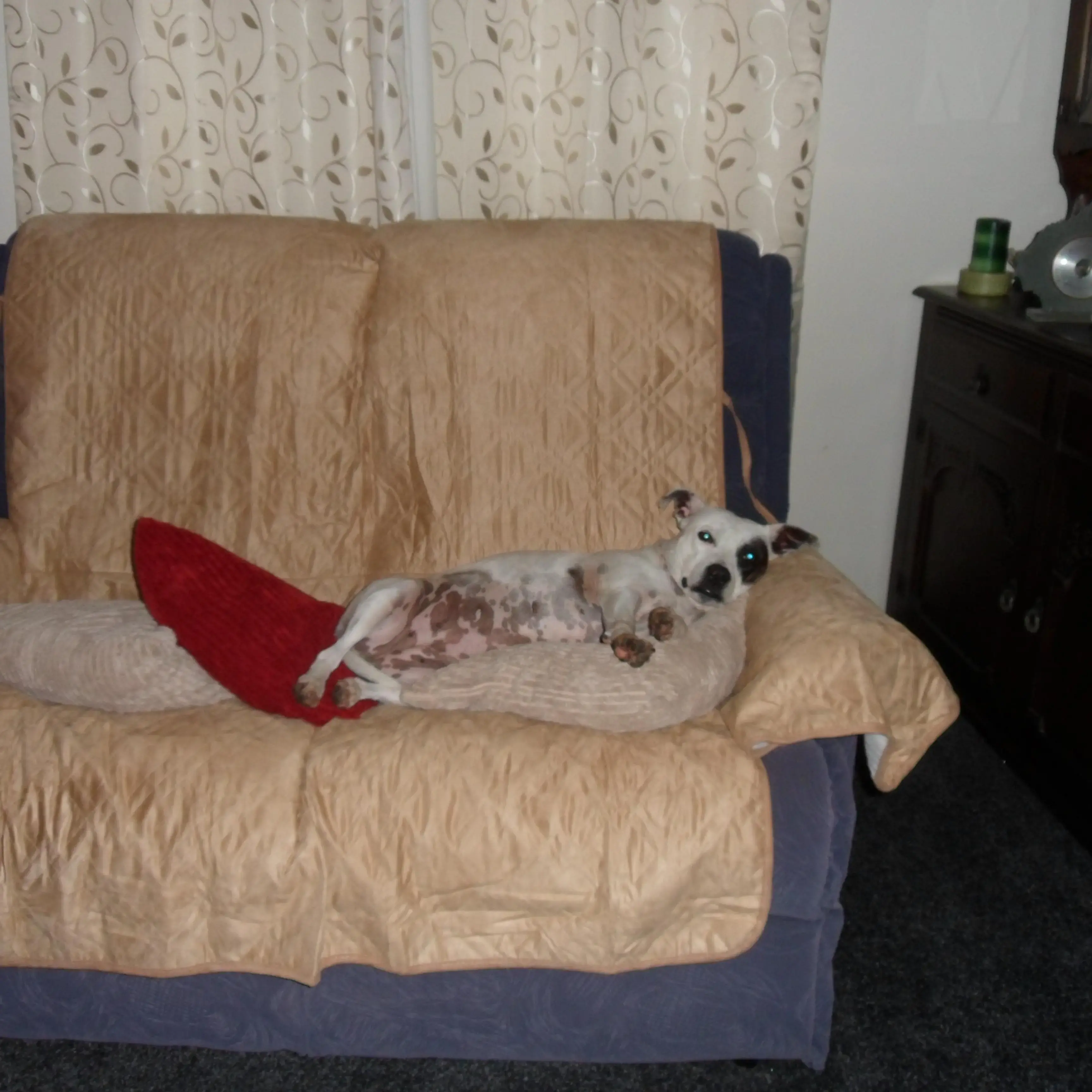 Staffordshire Bull Terrier