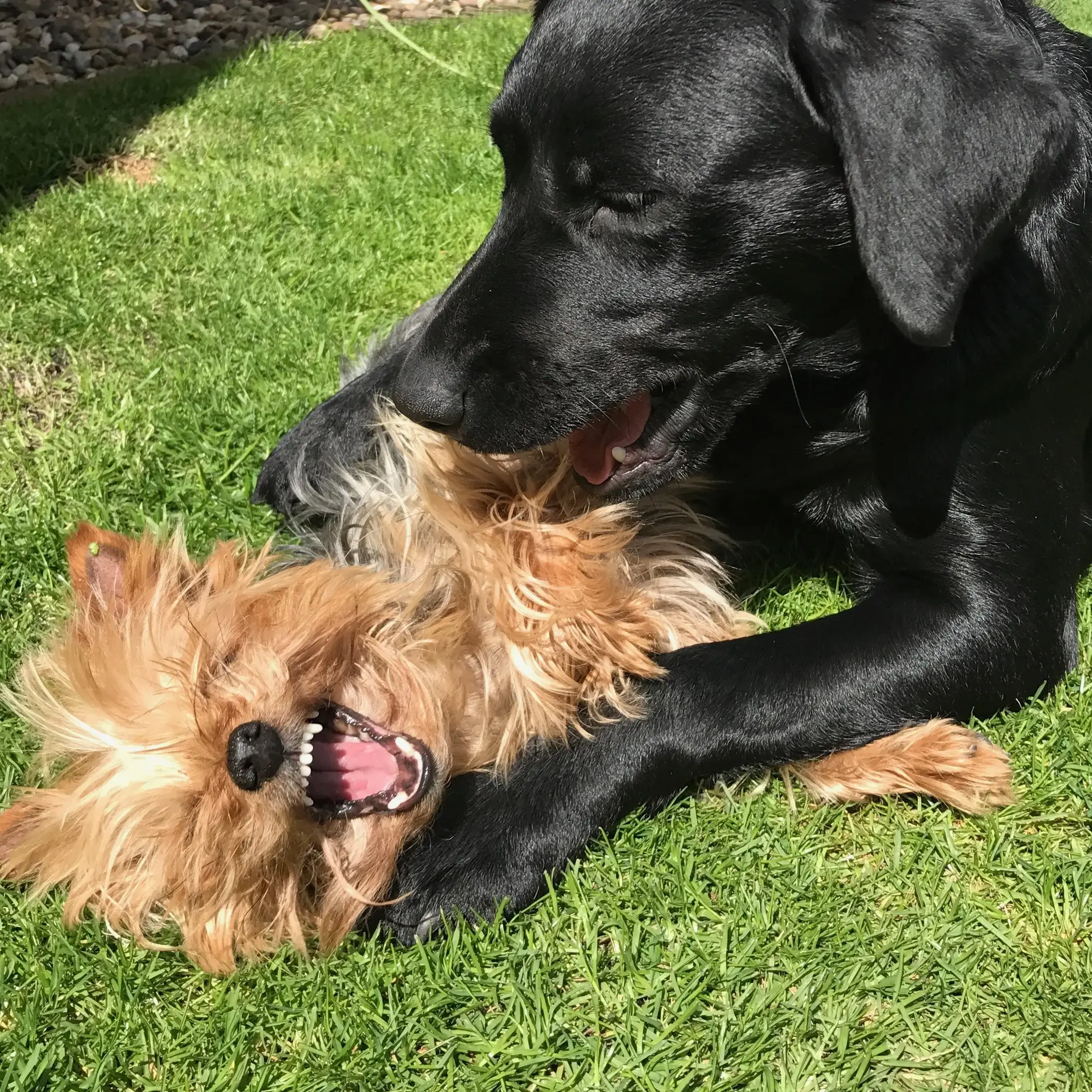 Yorkshire Terrier