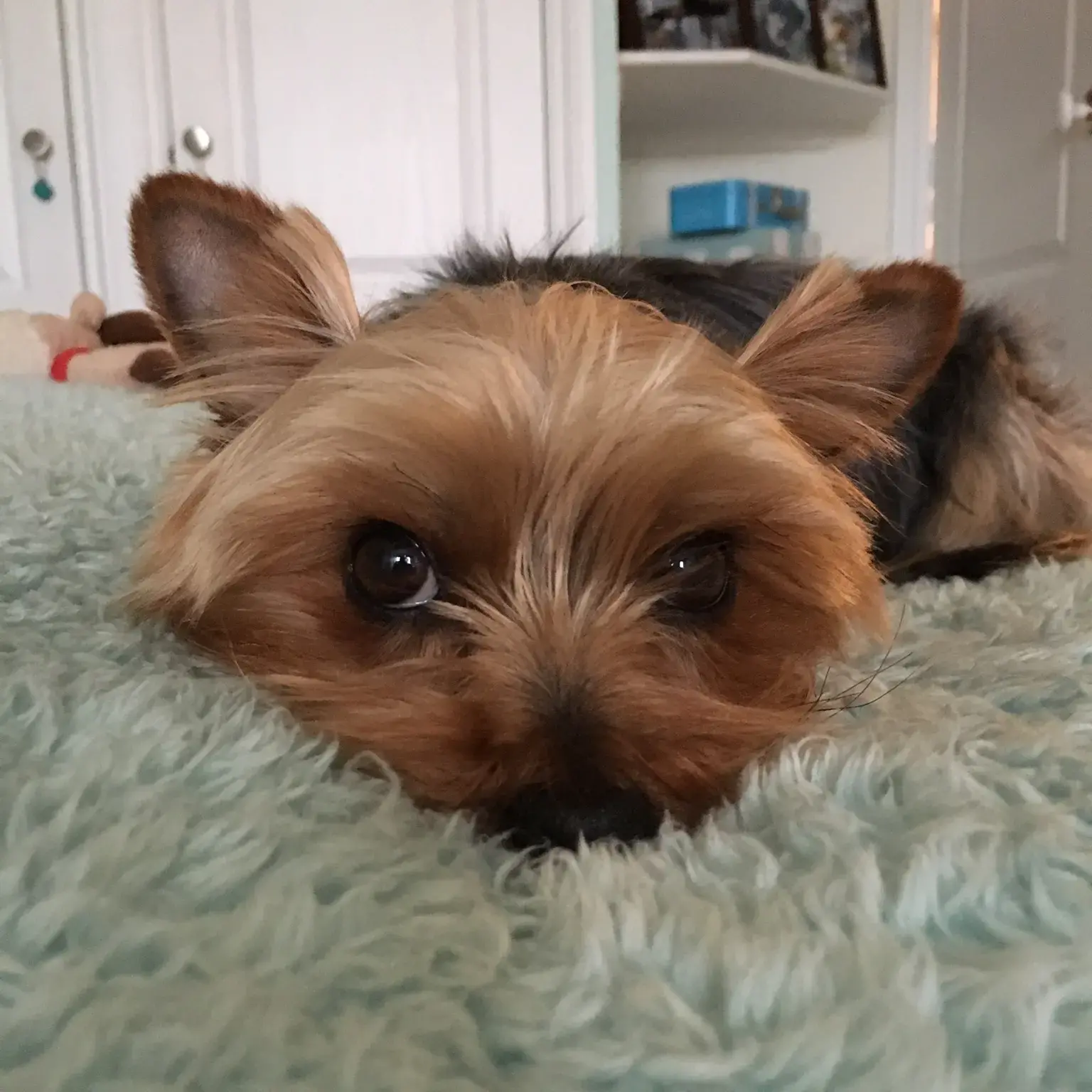 Yorkshire Terrier