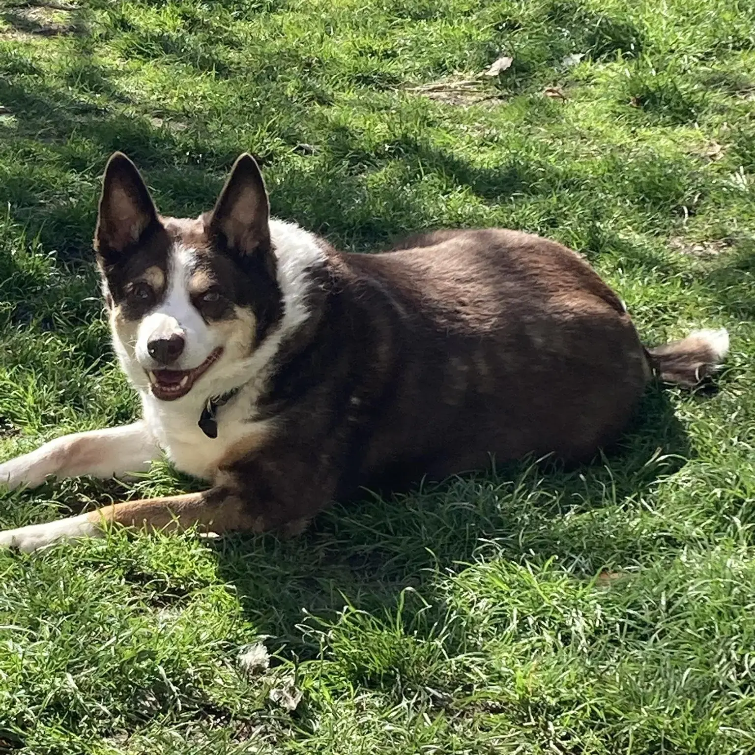 Border Collie