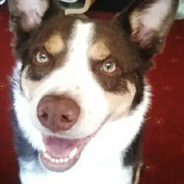 Border Collie