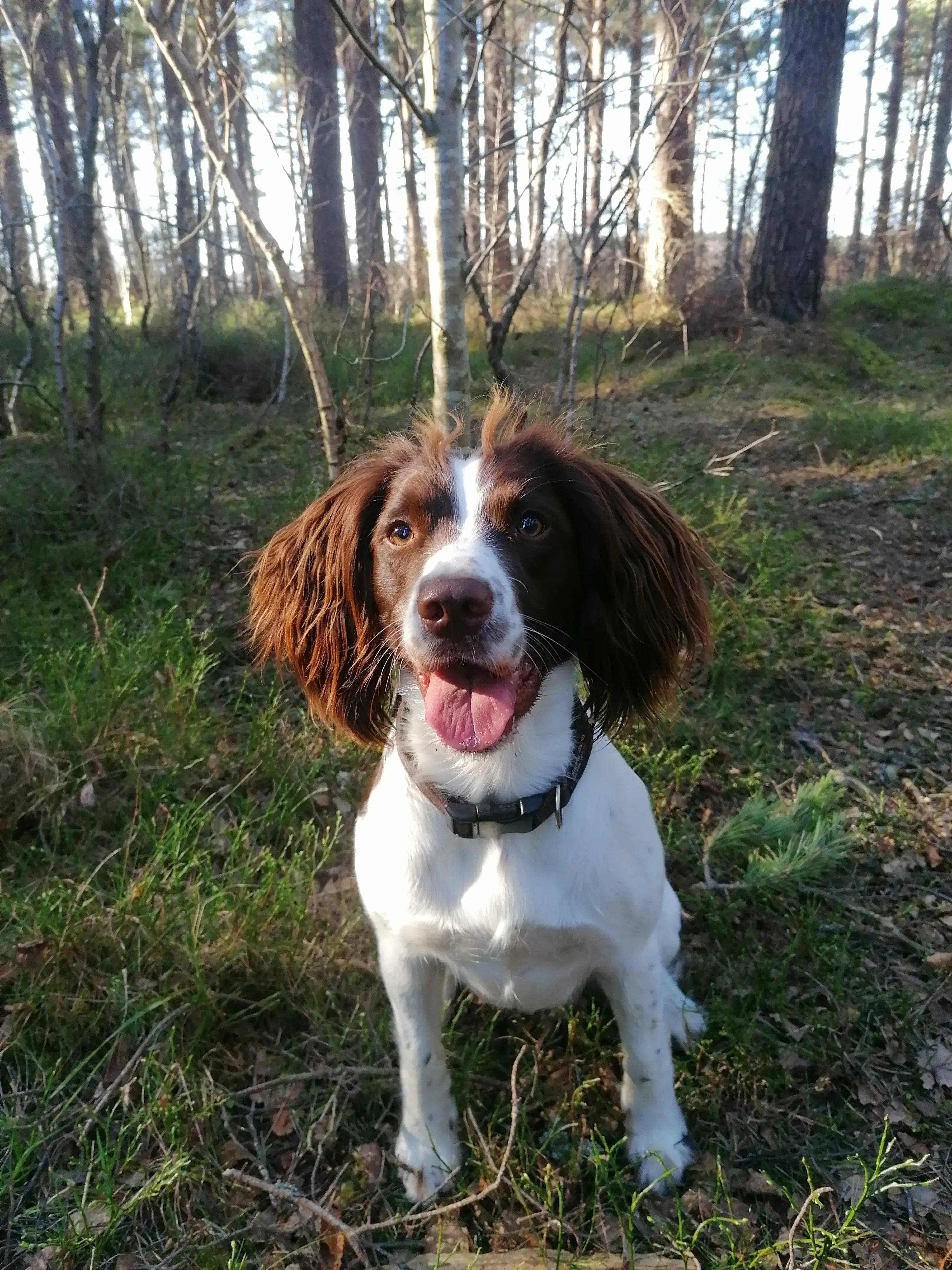 English Springer Spaniel