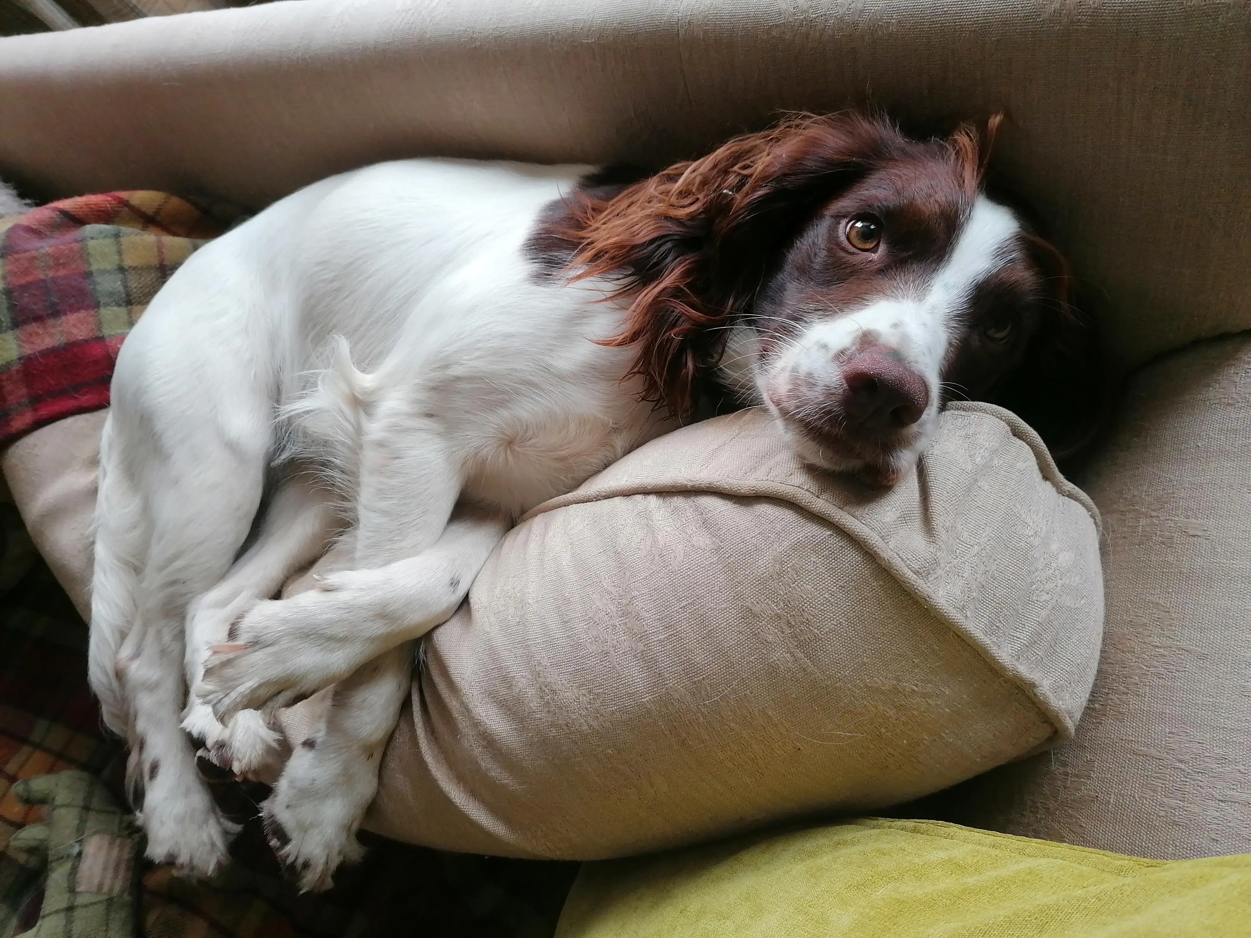 English Springer Spaniel