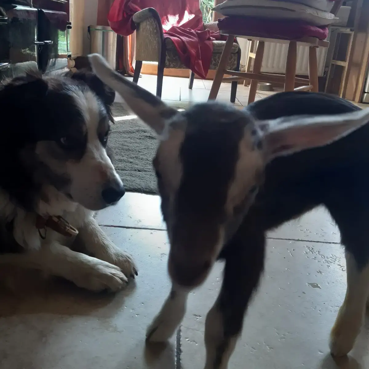 Border Collie