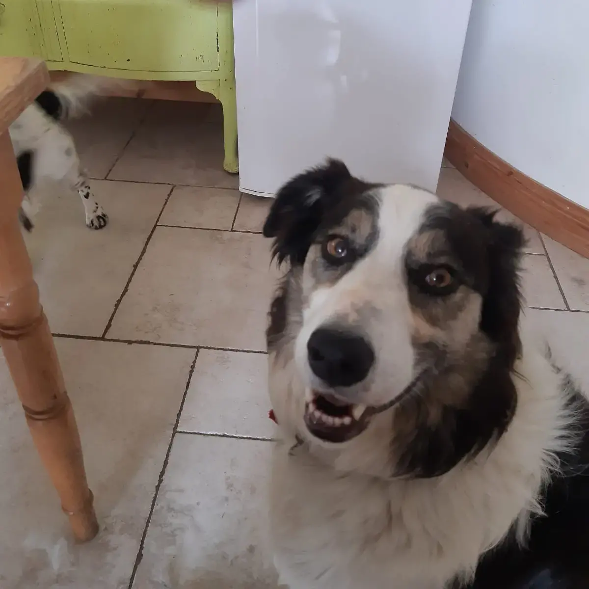 Border Collie